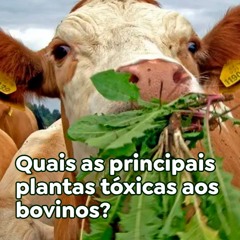 Quais as principais plantas tóxicas aos bovinos?