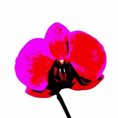 "Parfum d'orchidée", par Chartrand Saint-Louis; Mixage, rév. et sonorisation par Albert [lien vidéo]