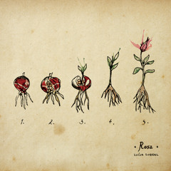 Só Um Beijo (featuring Salvador Sobral)