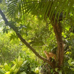 Jungle