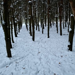 Chůze ve sněhu v lese