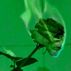 Green Bean