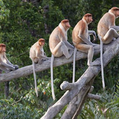 Even monkeys fall from trees