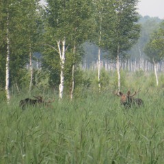 European Elk rutting season