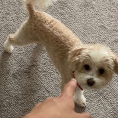 You Are My Strawberry.