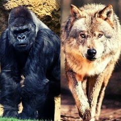 Sigma Male (Cxndr Edit)