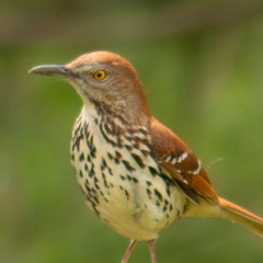 Brown Thrasher Sings to his Mate