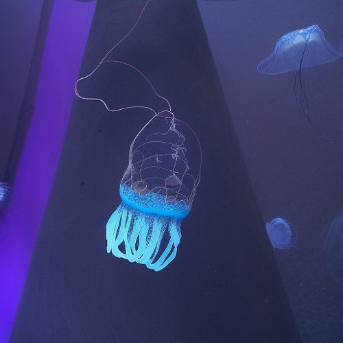 2023 [SHOWCASE]