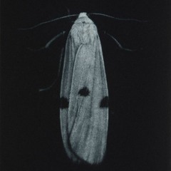 As a moth/Looking for a window to escape/But the light/It calls me