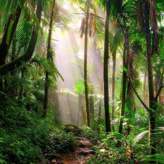 Sunset #2 - Rainforest Walk