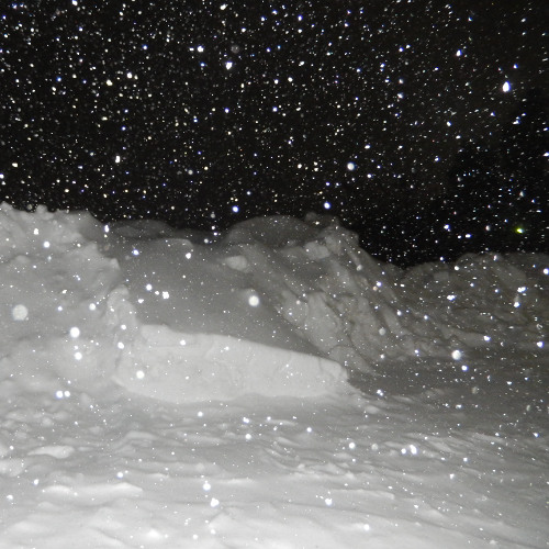 ilex (snowy sequel)
