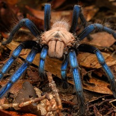 Tarantula