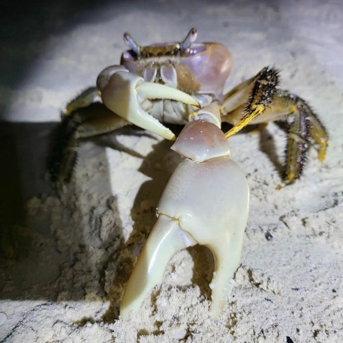 TREY-GUNN SWYFT & YUNG OP - CRABTALK (PROD. R0RCON4)