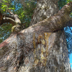 sweet sap