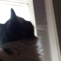 i miss my cat