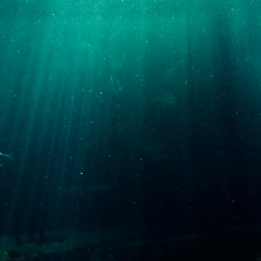 Lungi langue nel mare-Alchimia Nova