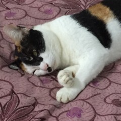 Lila the Unluckiest Cat