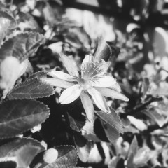 back in may (BRNTBRDGS)