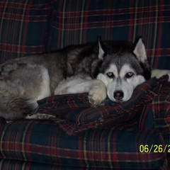 husky