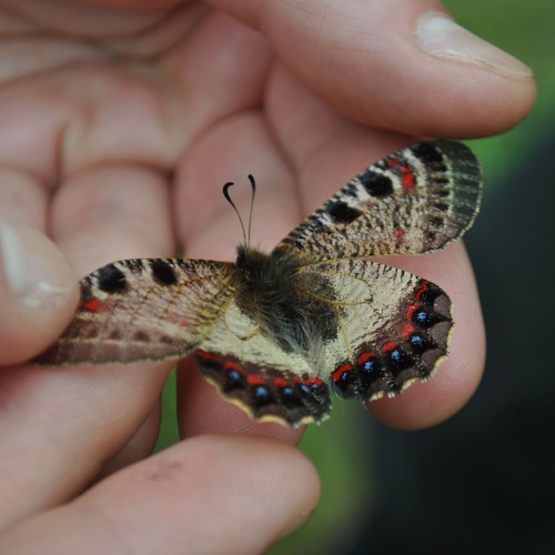 Searching For Butterflies