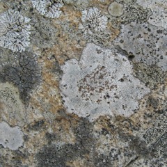 Botanic Sloth - SEHEE 20240605 Mix