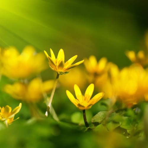 ما تيسر من سورة الانعام من رمضان ٢٠١٨