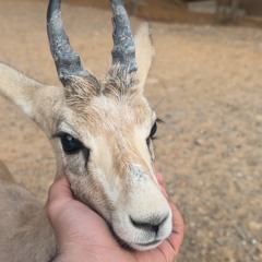 أنعست عين الغلا ~ بندر بن عوير