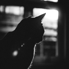 Where She Follows Still