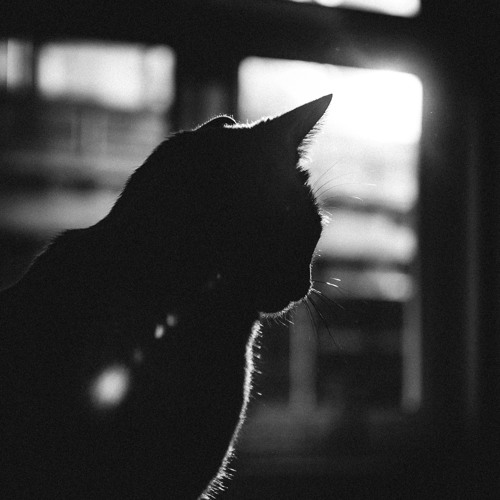 Where She Follows Still