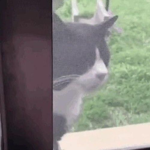 Wha Wha Wha Cat (YX*LONT Drum'n'Bass Remix) 2024 - 03 - 01