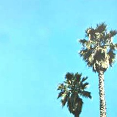 [adult swim] bump