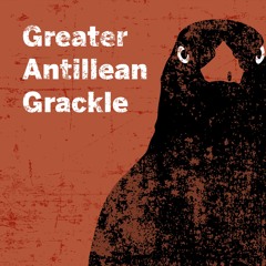 Greater Antillean Grackle