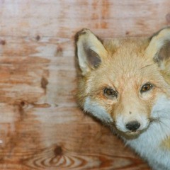 CANIS VULPES