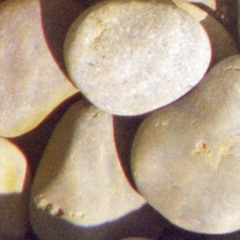 laurus