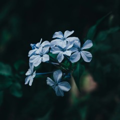 Forget-me-not