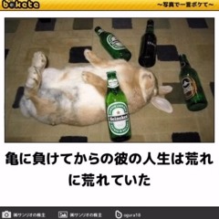 bunny *m81prod