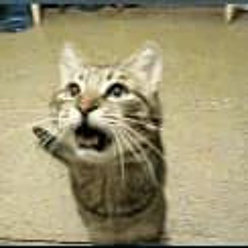 Stream cats on pogo sticks by LordAndiso Listen online for free on