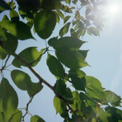 9.8.21 Boy With Leaf