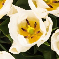 Loving Kindness - Detailed