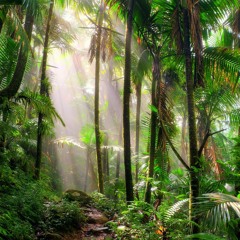 In the Jungle