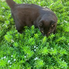 Ghost (Among Us) DEMO - by CR original April 2023