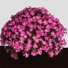 Saponaria