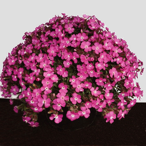 Saponaria