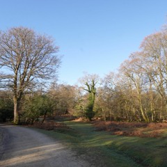 New Forest Song Thrush By A Stream