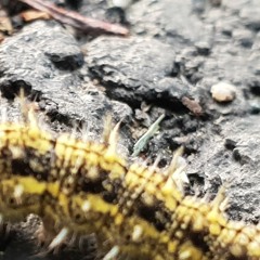 Gjort ee Gjort - Prophet