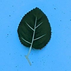 Spring Leaf