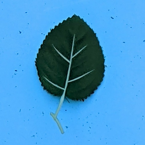 Spring Leaf
