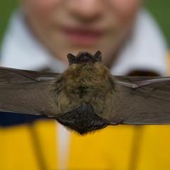 I'm a bat, I'm totally a bat