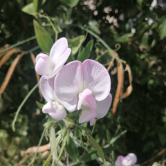 02_09 DREADheadz (19 EYE homerec 151)