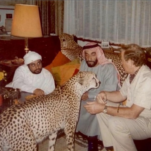 الزين هذا-راشد الماجد